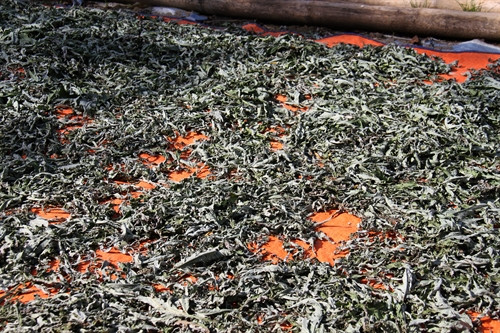 Hoa, lá được thái nhỏ để làm nguyên liệu thảo dược