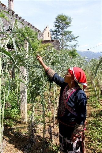 Bà con dân tộc đang kiểm tra cây atiso tại ruộng trồng chuyên canh