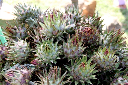 Hoa atiso cũng là một loại thảo dược