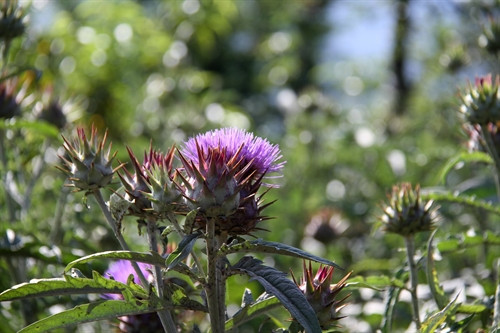 Hoa, lá atiso đang nở