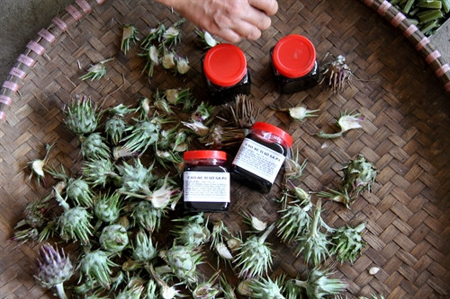 Người dân nấu cao atiso để làm dược phẩm bổ dưỡng. Sản phẩm cao atiso có nhiều lợi ích, đặc biệt là bổ dưỡng cho gan.