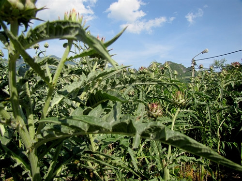 Cây atiso được trồng chuyên canh tại Sa Pa