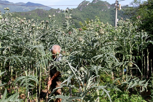 Ông Nguyễn Văn Tĩnh đang chăm sóc cây atiso