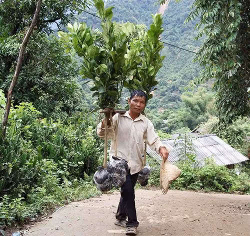 Người dân xã Nặm Păm gánh bưởi da xanh lên nương. Ảnh: Nguyễn Cường - TTXVN