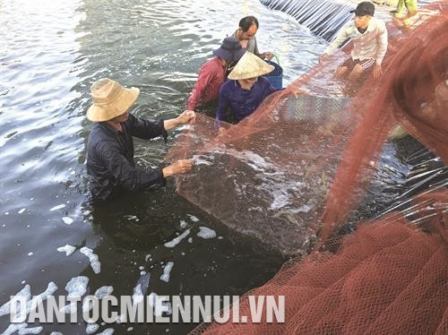 Tôm nuôi theo mô hình 2 giai đoạn thường phát triển tốt, ít dịch bệnh. Ảnh: Phúc Hậu Tôm nuôi theo mô hình 2 giai đoạn thường phát triển tốt, ít dịch bệnh. Ảnh: Phúc Hậu