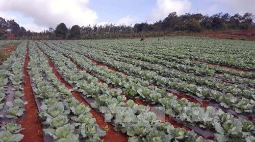Tận dụng các điều kiện phù hợp về thổ nhưỡng, khí hậu, nhiều nông dân tại các huyện Đắk Song, Tuy Đức và thị xã Gia Nghĩa (Đắk Nông) trồng các loại rau mang lại hiệu quả kinh tế cao. Đây được coi là một hướng di mới phù hợp với điều kiện thực tế tại địa phương, làm gia tăng giá trị sản xuất ngành nông nghiệp và góp phần xóa đói giảm nghèo. Trong ảnh:Trồng bắp cải tại Đắk Nông tại huyện Đắk Song và Tuy Đức. Ảnh: Hưng Thịnh – TTXVN Tận dụng các điều kiện phù hợp về thổ nhưỡng, khí hậu, nhiều nông dân tại các huyện Đắk Song, Tuy Đức và thị xã Gia Nghĩa (Đắk Nông) trồng các loại rau mang lại hiệu quả kinh tế cao. Đây được coi là một hướng di mới phù hợp với điều kiện thực tế tại địa phương, làm gia tăng giá trị sản xuất ngành nông nghiệp và góp phần xóa đói giảm nghèo. Trong ảnh:Trồng bắp cải tại Đắk Nông tại huyện Đắk Song và Tuy Đức. Ảnh: Hưng Thịnh – TTXVN