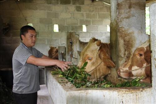 Anh Sình Mí Cơ (thôn Má Trề, xã Sính Lủng, huyện Đồng Văn, tỉnh Hà Giang) chăm sóc đàn bò của gia đình. Ảnh: Nguyễn Chiến - TTXVN Anh Sình Mí Cơ (thôn Má Trề, xã Sính Lủng, huyện Đồng Văn, tỉnh Hà Giang) chăm sóc đàn bò của gia đình. Ảnh: Nguyễn Chiến - TTXVN