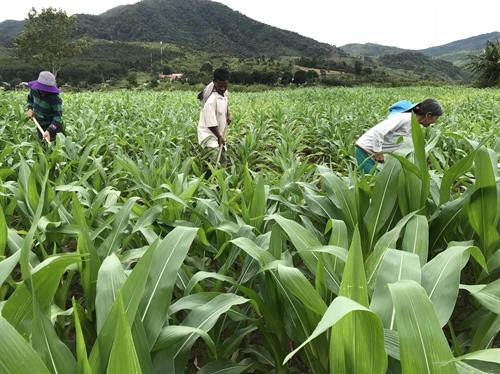 Cánh đồng mẫu lớn của người Xê Đăng ở làng Kon Vi Vàng, xã Đăk Tờ Lùng. Ảnh: Cao Nguyên - TTXVN Cánh đồng mẫu lớn của người Xê Đăng ở làng Kon Vi Vàng, xã Đăk Tờ Lùng. Ảnh: Cao Nguyên - TTXVN