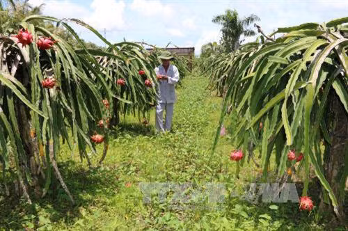 Thanh Long là một cây trồng quan trọng ở Bình Thuận. Ảnh : TTXVN