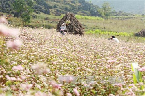 Đắm mình cùng sắc hoa tam giác mạch Hà Giang ảnh 3 Đắm mình cùng sắc hoa tam giác mạch Hà Giang ảnh 3