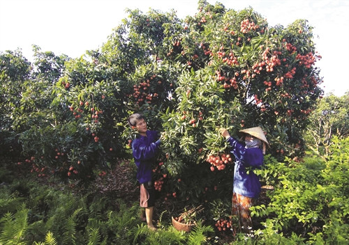 Nếu phun thuốc trừ sâu thì phải đảm bảo thời gian cách ly trước khi thu hoạch theo đúng quy định, không làm ảnh hưởng đến sức khỏe người tiêu dùng