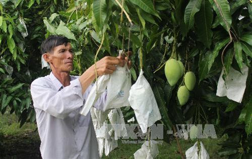 Trồng xoài trái vụ cho thu nhập cao. Ảnh: Xuân Dự - TTXVN Trồng xoài trái vụ cho thu nhập cao. Ảnh: Xuân Dự - TTXVN