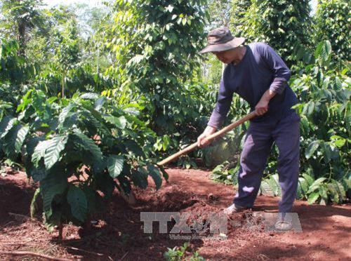 Người dân huyện Cư M’gar (Đắk Lắk) chăm sóc cây cà phê. Ảnh: Phạm Cường - TTXVN Người dân huyện Cư M’gar (Đắk Lắk) chăm sóc cây cà phê. Ảnh: Phạm Cường - TTXVN