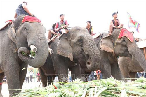 Pha tranh chấp bóng trong phần thi voi đá bóng. Ảnh: Tuấn Anh - TTXVN Pha tranh chấp bóng trong phần thi voi đá bóng. Ảnh: Tuấn Anh - TTXVN Pha khống chế bóng tốt của “vận động viên voi” trong phần thi voi đá bóng. Ảnh: Tuấn Anh - TTXVN Phần thi voi chạy đua tại Hội voi. Ảnh: Tuấn Anh - TTXVN Voi tăng tốc cán đích. Ảnh: Tuấn Anh - TTXVN Voi tăng tốc cán đích. Ảnh: Tuấn Anh - TTXVN Voi tăng tốc cán đích. Ảnh: Tuấn Anh - TTXVN Voi dự tiệc “bufet” sau phần thi chạy đua. Ảnh: Tuấn Anh - TTXVN Pha tranh chấp bóng trong phần thi voi đá bóng. Ảnh: Tuấn Anh - TTXVN Pha tranh chấp bóng trong phần thi voi đá bóng. Ảnh: Tuấn Anh - TTXVN Pha khống chế bóng tốt của “vận động viên voi” trong phần thi voi đá bóng. Ảnh: Tuấn Anh - TTXVN Phần thi voi chạy đua tại Hội voi. Ảnh: Tuấn Anh - TTXVN Voi tăng tốc cán đích. Ảnh: Tuấn Anh - TTXVN Voi tăng tốc cán đích. Ảnh: Tuấn Anh - TTXVN Voi tăng tốc cán đích. Ảnh: Tuấn Anh - TTXVN Voi dự tiệc “bufet” sau phần thi chạy đua. Ảnh: Tuấn Anh - TTXVN