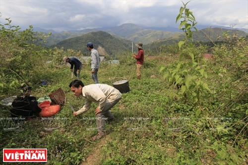 Cận cảnh mâm lễ vật cúng bản của người Cống. Mâm lễ vật này được chuẩn bị ở nhà thày mo. Thày mo làm lễ tại nhà trước khi lên vùng đất linh thiêng để làm lễ cúng bản. Người Cống rời nhà thày mo cùng lễ vật dâng lên hai vị thần nước và thần rừng. Ngoài đồ lễ được thày mo chuẩn bị, họ cũng mang theo gạo, gà và lợn để tế thần linh. Người Cống phát quang khu đất thiêng nơi có nguồn nước dẫn về bản. Trước khi làm lễ, trai bản dựng ngôi nhà nhỏ để đón thần linh về chứng kiến lễ cúng của họ. Thày mo đọc bài khấn đầu tiên trong lễ cúng để mời thần linh về cho dân bản làm lễ. Thày mo giết gà làm vật tế cầu vị thần linh che chở cho bản làng của họ được an lành. C huẩn bị đồ chín để cúng tạ ơn các vị thần. Trai bản giúp thày mo chuẩn bị lễ vật để làm lễ cúng. Thày mo rót rượu mời các vị thần sau khi thực hiện xong bài khấn. Xem bói từ gan là phần rất quan trọng của lễ cúng bản. Qua những đặc điểm của lá ga vừa tế thần, thày mo sẽ nói cho dân bản về kết quả của buổi lễ. Lễ cúng bản của người Cống chỉ dành cho đàn ông. Họ sẽ ăn uống theo cách thức cổ xưa như ông bà tổ tiên của họ ngay tại vùng đất thiêng của bản. Dấu hiệu cấm bản của người Cống. Từ lúc những “chiếc khiêng” này được cắm xuống, bản Nậm Pục sẽ nội bất xuất ngoại bất nhập. Cận cảnh mâm lễ vật cúng bản của người Cống. Mâm lễ vật này được chuẩn bị ở nhà thày mo. Thày mo làm lễ tại nhà trước khi lên vùng đất linh thiêng để làm lễ cúng bản. Người Cống rời nhà thày mo cùng lễ vật dâng lên hai vị thần nước và thần rừng. Ngoài đồ lễ được thày mo chuẩn bị, họ cũng mang theo gạo, gà và lợn để tế thần linh. Người Cống phát quang khu đất thiêng nơi có nguồn nước dẫn về bản. Trước khi làm lễ, trai bản dựng ngôi nhà nhỏ để đón thần linh về chứng kiến lễ cúng của họ. Thày mo đọc bài khấn đầu tiên trong lễ cúng để mời thần linh về cho dân bản làm lễ. Thày mo giết gà làm vật tế cầu vị thần linh che chở cho bản làng của họ được an lành. C huẩn bị đồ chín để cúng tạ ơn các vị thần. Trai bản giúp thày mo chuẩn bị lễ vật để làm lễ cúng. Thày mo rót rượu mời các vị thần sau khi thực hiện xong bài khấn. Xem bói từ gan là phần rất quan trọng của lễ cúng bản. Qua những đặc điểm của lá ga vừa tế thần, thày mo sẽ nói cho dân bản về kết quả của buổi lễ. Lễ cúng bản của người Cống chỉ dành cho đàn ông. Họ sẽ ăn uống theo cách thức cổ xưa như ông bà tổ tiên của họ ngay tại vùng đất thiêng của bản. Dấu hiệu cấm bản của người Cống. Từ lúc những “chiếc khiêng” này được cắm xuống, bản Nậm Pục sẽ nội bất xuất ngoại bất nhập.