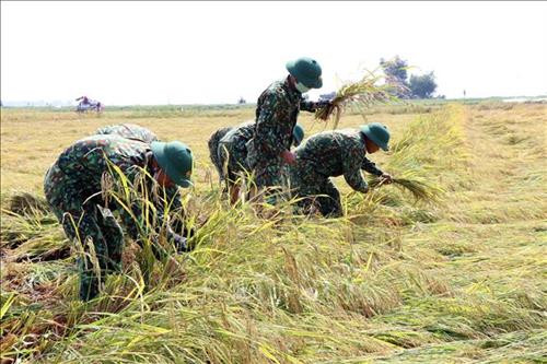 Cán bộ, chiến sĩ Biên phòng giúp dân gặt lúa bị ngã đổ. Ảnh: Đỗ Trưởng-TTXVN Cán bộ, chiến sĩ Biên phòng giúp dân gặt lúa bị ngã đổ. Ảnh: Đỗ Trưởng-TTXVN