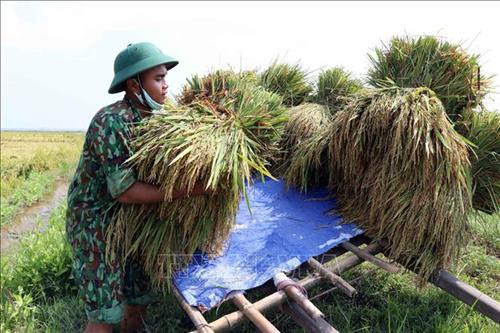 Tập kết lúa chở về cho bà con. Ảnh: Đỗ Trưởng-TTXVN Tập kết lúa chở về cho bà con. Ảnh: Đỗ Trưởng-TTXVN
