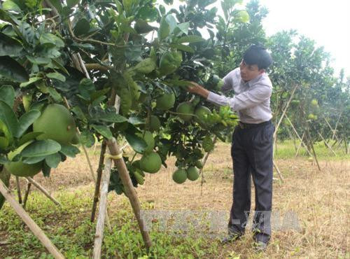 Anh Thái chăm sóc 10 ha bưởi Luận Văn. Ảnh: Trịnh Duy Hưng - TTXVN Anh Thái chăm sóc 10 ha bưởi Luận Văn. Ảnh: Trịnh Duy Hưng - TTXVN