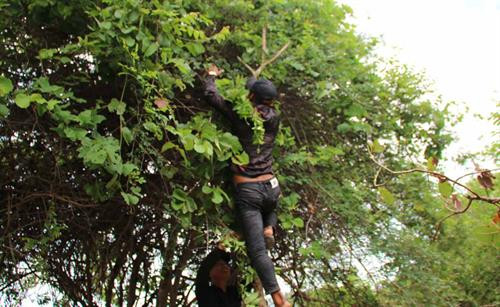 Những thợ săn kiến vàng thường đi dọc suối và tập trung quan sát trên các ngọn cây để tìm tổ kiến. Tổ kiến được những con kiến vàng to, vàng ươm, bụng căng mọng bảo vệ. Những tổ kiến nhỏ ở gần mặt đất, thợ săn kiến dễ dàng bắt cả tổ mang về. Những tổ kiến vàng có kích thước “khủng” thường được làm trên cây cao, thợ săn kiến phải leo lên mới bắt được tổ. Tuy nhiên việc bắt kiến không phải lúc nào cũng suôn sẻ. Tổ kiến bị vỡ, kiến tràn ra ngoài. Kiến vàng trưởng thành, kiến con, trứng kiến nằm lăn lóc trên đất. Ông Nay Mơ (buôn Chư Krih, xã Chư Drăng, huyện Krông Pa) dùng tay không bắt kiến. Cả tổ kiến được bắt bỏ vào bao mang sẵn. Kiến vàng và trứng kiến được rang sơ trên chảo nóng rồi loại bỏ phần rác, lá cây. Kiến vàng và trứng kiến đã được làm sạch, chuẩn bị chế biến muối kiến vàng. Kiến vàng và trứng kiến được giã cùng một số gia vị khác như muối, ớt rừng, lá thèn len… Muối kiến vàng có vị chua, mặn nên có thể ăn không hoặc ăn chung với cơm trắng, rau luộc, thịt luộc, thịt bò….. Những thợ săn kiến vàng thường đi dọc suối và tập trung quan sát trên các ngọn cây để tìm tổ kiến. Tổ kiến được những con kiến vàng to, vàng ươm, bụng căng mọng bảo vệ. Những tổ kiến nhỏ ở gần mặt đất, thợ săn kiến dễ dàng bắt cả tổ mang về. Những tổ kiến vàng có kích thước “khủng” thường được làm trên cây cao, thợ săn kiến phải leo lên mới bắt được tổ. Tuy nhiên việc bắt kiến không phải lúc nào cũng suôn sẻ. Tổ kiến bị vỡ, kiến tràn ra ngoài. Kiến vàng trưởng thành, kiến con, trứng kiến nằm lăn lóc trên đất. Ông Nay Mơ (buôn Chư Krih, xã Chư Drăng, huyện Krông Pa) dùng tay không bắt kiến. Cả tổ kiến được bắt bỏ vào bao mang sẵn. Kiến vàng và trứng kiến được rang sơ trên chảo nóng rồi loại bỏ phần rác, lá cây. Kiến vàng và trứng kiến đã được làm sạch, chuẩn bị chế biến muối kiến vàng. Kiến vàng và trứng kiến được giã cùng một số gia vị khác như muối, ớt rừng, lá thèn len… Muối kiến vàng có vị chua, mặn nên có thể ăn không hoặc ăn chung với cơm trắng, rau luộc, thịt luộc, thịt bò…..