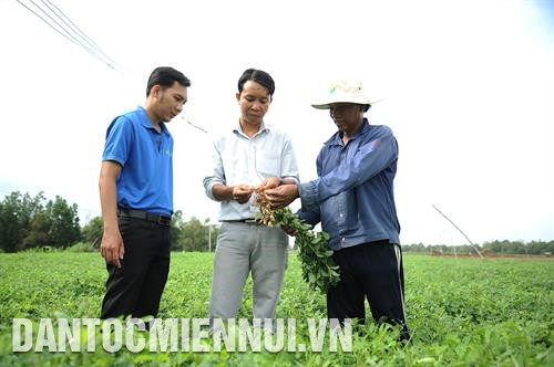 Cán bộ xã Long Sơn, huyện Cầu Ngang hướng dẫn nông dân kỹ thuật trồng đậu phộng cho năng suất cao. Ảnh: An Hiếu - DTMN