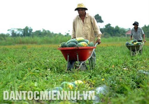 Nông dân thu hoạch dưa hấu tại xã Long Sơn, huyện Cầu Ngang. Ảnh: An Hiếu - DTMN