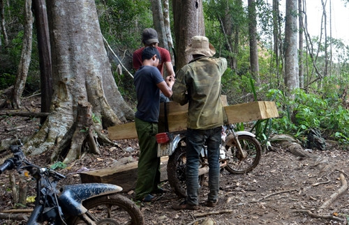 Lâm tặc công khai bốc xếp, vận chuyển gỗ lậu trên địa bàn xã Đăk Nhoong (Ảnh chụp ngày 20/6/2016). Lâm tặc công khai bốc xếp, vận chuyển gỗ lậu trên địa bàn xã Đăk Nhoong (Ảnh chụp ngày 20/6/2016).