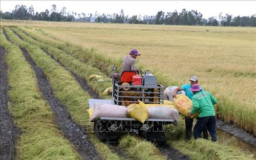 Nông dân xã Mỹ Thái (Hòn Đất, Kiên Giang) thu hoạch lúa Hè Thu 2018. Ảnh: Lê Huy Hải – TTXVN Nông dân xã Mỹ Thái (Hòn Đất, Kiên Giang) thu hoạch lúa Hè Thu 2018. Ảnh: Lê Huy Hải – TTXVN