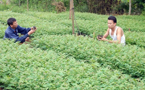 Trồng rừng trở thành hướng phát triển kinh tế, xóa đói, giảm nghèo ở nhiều địa phương trong tỉnh Hòa Bình. Ảnh: Quang Quyết - TTXVN Trồng rừng trở thành hướng phát triển kinh tế, xóa đói, giảm nghèo ở nhiều địa phương trong tỉnh Hòa Bình. Ảnh: Quang Quyết - TTXVN