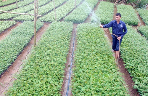 Chăm sóc diện tích cây giống phục vụ kế hoạch trồng rừng. Ảnh: Quang Quyết - TTXVN Chăm sóc diện tích cây giống phục vụ kế hoạch trồng rừng. Ảnh: Quang Quyết - TTXVN