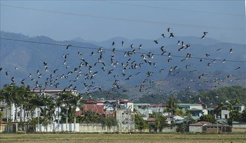 Đàn Cò nhạn có số lượng lên đến hàng trăm con. Ảnh: Phan Tuấn Anh - TTXVN Đàn Cò nhạn có số lượng lên đến hàng trăm con. Ảnh: Phan Tuấn Anh - TTXVN