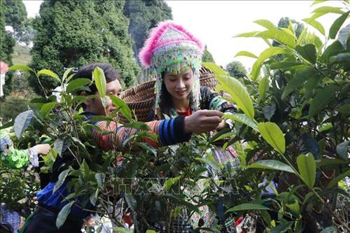 Sau lễ cúng cây chè Tổ, đồng bào nơi đây còn tổ chức một số hoạt động như thi hái chè. Ảnh: Tuấn Anh-TTXVN