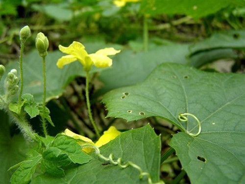 Phương pháp gieo trồng cây mướp cho năng suất cao Phương pháp gieo trồng cây mướp cho năng suất cao