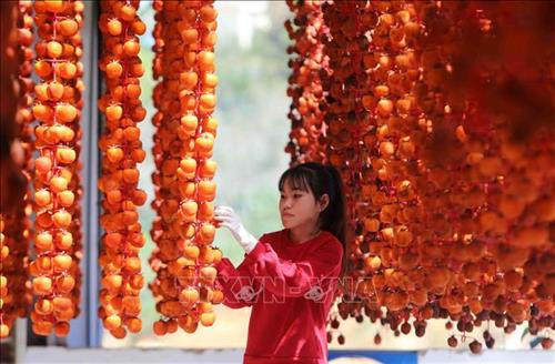 Những giàn hồng treo gió tại vườn hồng Lễ Vân. Ảnh: Nhật Anh - TTXVN Những giàn hồng treo gió tại vườn hồng Lễ Vân. Ảnh: Nhật Anh - TTXVN