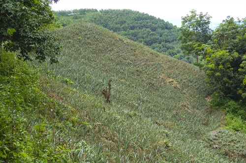 Dứa được trồng trên các sườn đồi. Dứa được trồng trên các sườn đồi.