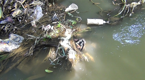 Xác động vật trôi lềnh bềnh dưới lòng suối Xác động vật trôi lềnh bềnh dưới lòng suối