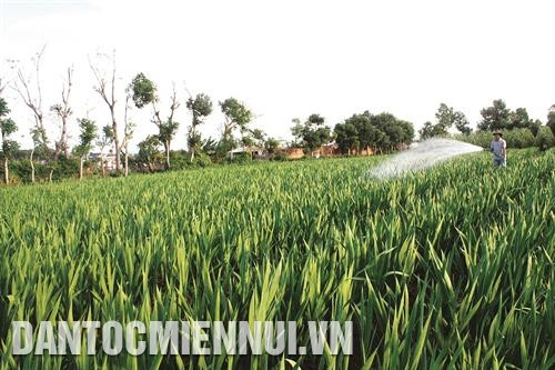 Nhiều tổ chức, cá nhân đầu tư trồng rau theo phương pháp thủy canh, tạo ra các sản phẩm nông nghiệp sạch. Ảnh: Hồng Điệp Gia Lai chủ trương chuyển đổi nhiều diện tích cây công nghiệp kém hiệu quả sang trồng cây ăn tráiỨng dụng khoa học - kỹ thuật tiên tiến giúp người trồng hoa ở Gia Lai cải thiện thu nhập và làm giàu. Ảnh: Hồng Điệp Nhiều hộ đồng bào dân tộc đã cùng nhau liên kết đầu tư trồng tiêu sạch, vừa duy trì được vườn cây vừa nâng cao chuỗi giá trị nhờ bán được tiêu với giá cao. Ảnh: Hồng Điệp