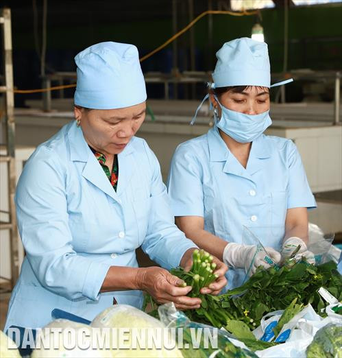 Kiểm tra chất lượng rau trước khi đóng gói và dán tem truy xuất nguồn gốc rau.