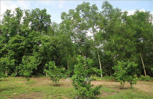 Mô hình vườn rừng kết hợp tại xã Sông Cầu cho hiệu quả kinh tế cao. Ảnh: Phan Sáu – TTXVN Mô hình vườn rừng kết hợp tại xã Sông Cầu cho hiệu quả kinh tế cao. Ảnh: Phan Sáu – TTXVN