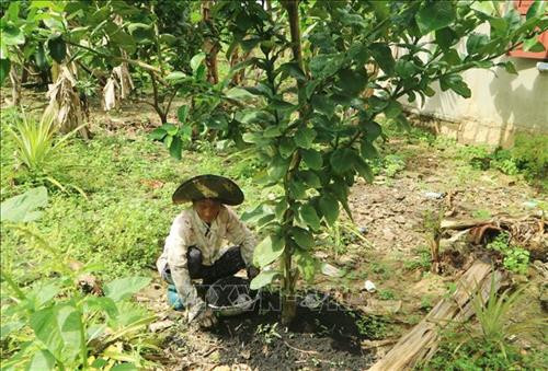Nông dân xã Sông Cầu chăm sóc bưởi da xanh. Ảnh: Phan Sáu – TTXVN Nông dân xã Sông Cầu chăm sóc bưởi da xanh. Ảnh: Phan Sáu – TTXVN