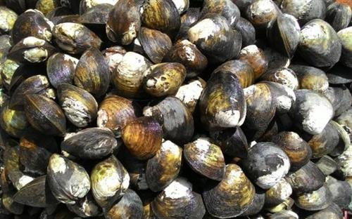 Nhiều nông dân ở Trà Vinh đã phát triển mô hình nuôi vọp cho hiệu quả kinh tế rất cao. Ảnh: cafef.vn