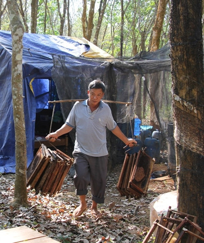 Gánh cầu ong đi quay mật.