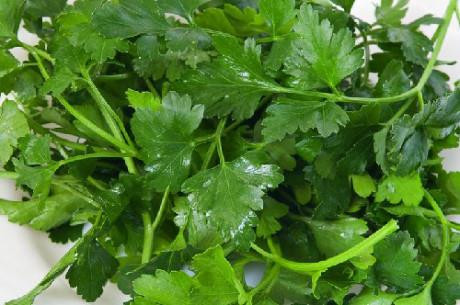 Những công dụng tuyệt vời của rau mùi thơm ảnh 14 Những công dụng tuyệt vời của rau mùi thơm ảnh 14