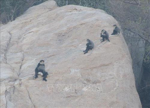 Gia đình Voọc chà vá chân đen ngồi trên sườn núi đá cheo leo. Ảnh: Nguyễn Thành – TTXVN Gia đình Voọc chà vá chân đen ngồi trên sườn núi đá cheo leo. Ảnh: Nguyễn Thành – TTXVN