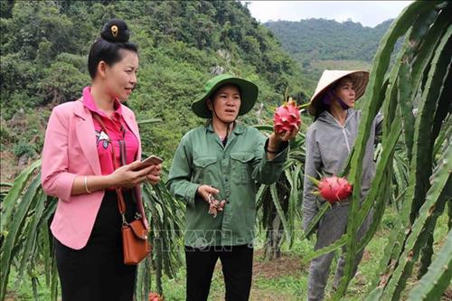 Chị Dưng (giữa) hướng dẫn hội viên phụ nữ cách trồng và chăm sóc cây thanh long ruột đỏ. Ảnh: Diệp Anh – TTXVN Chị Dưng (giữa) hướng dẫn hội viên phụ nữ cách trồng và chăm sóc cây thanh long ruột đỏ. Ảnh: Diệp Anh – TTXVN