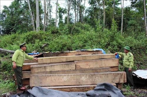 Cán bộ kiểm lâm tịch thu gỗ lậu trên tuyến đường Trường Sơn Đông đi qua địa bàn huyện Nông Sơn (Quảng Nam). Ảnh: Đỗ Trưởng-TTXVN Cán bộ kiểm lâm tịch thu gỗ lậu trên tuyến đường Trường Sơn Đông đi qua địa bàn huyện Nông Sơn (Quảng Nam). Ảnh: Đỗ Trưởng-TTXVN