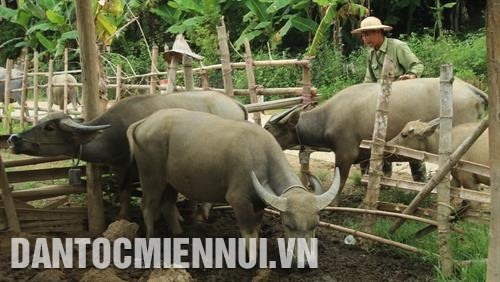 Nuôi trâu sinh sản của hộ gia đình ông Dương Văn Phượng ở thôn bản Vài, xã Khang Ninh