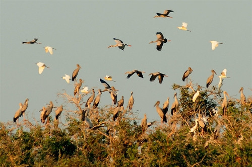 Khu bảo tồn đất ngập nước Láng Sen được công nhận là khu Ramsar thứ 7 của Việt Nam Khu bảo tồn đất ngập nước Láng Sen được công nhận là khu Ramsar thứ 7 của Việt Nam