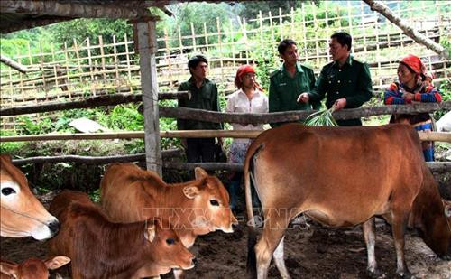 Cán bộ Bộ đội Biên phòng hướng dẫn đồng bào chăn nuôi bò hiệu quả. Ảnh: Việt Hoàng - TTXVN Cán bộ Bộ đội Biên phòng hướng dẫn đồng bào chăn nuôi bò hiệu quả. Ảnh: Việt Hoàng - TTXVN