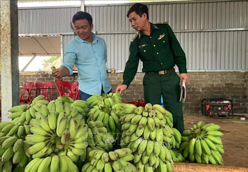Người dân xã Huổi Luông đầu tư phát triển trồng chuối, thu nhập cao và ổn định, nhiều hộ thoát nghèo và khấm khá. Ảnh: Việt Hoàng – TTXVN Người dân xã Huổi Luông đầu tư phát triển trồng chuối, thu nhập cao và ổn định, nhiều hộ thoát nghèo và khấm khá. Ảnh: Việt Hoàng – TTXVN