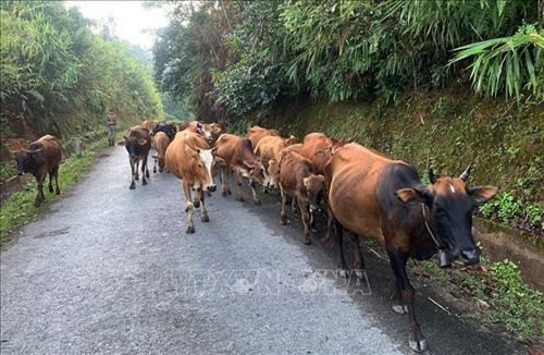 Mô hình nuôi bò “quân và dân” ở xã Pa Ủ, huyện Mường Tè (Lai Châu) phát triển tốt, tái đàn nhanh, giúp bà con thoát nghèo. Ảnh: Việt Hoàng - TTXVN Mô hình nuôi bò “quân và dân” ở xã Pa Ủ, huyện Mường Tè (Lai Châu) phát triển tốt, tái đàn nhanh, giúp bà con thoát nghèo. Ảnh: Việt Hoàng - TTXVN